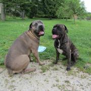 Gasco et Gotam