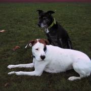 Dolga et Java